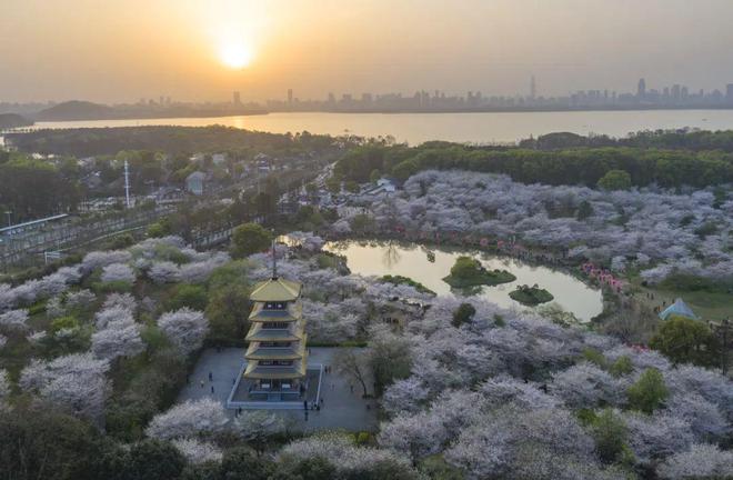 4万份樱花大礼包2025武汉马拉松福利开箱啦！(图20)