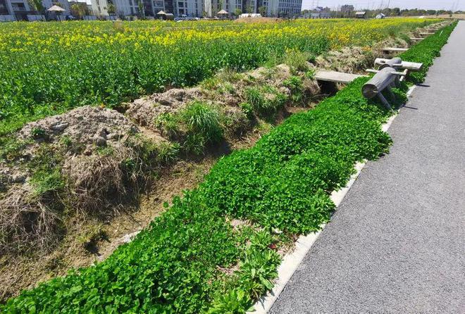消失近20年上海土著宣告回归！曾被认为极度濒危新家筹备8年即将入住(图6)