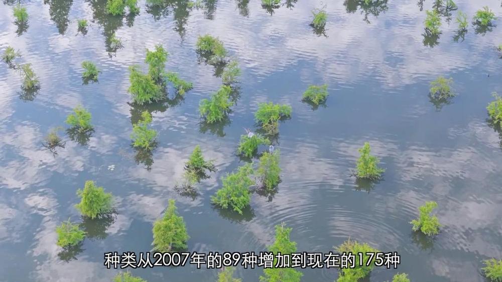 新华视点丨守护鸟类家园共绘生态蓝图(图5)