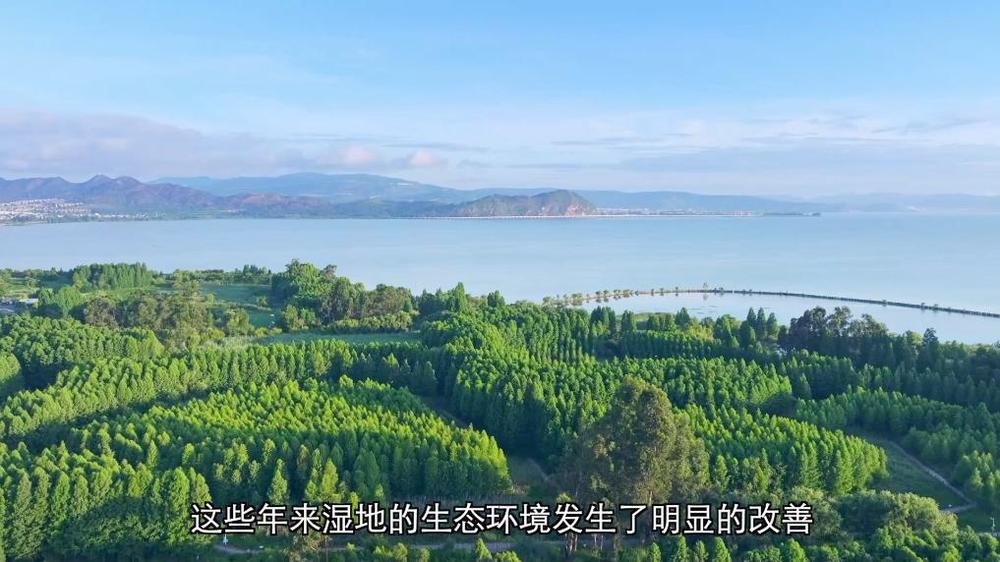 新华视点丨守护鸟类家园共绘生态蓝图(图4)