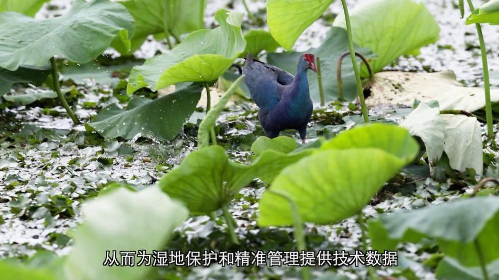新华视点丨守护鸟类家园共绘生态蓝图(图2)