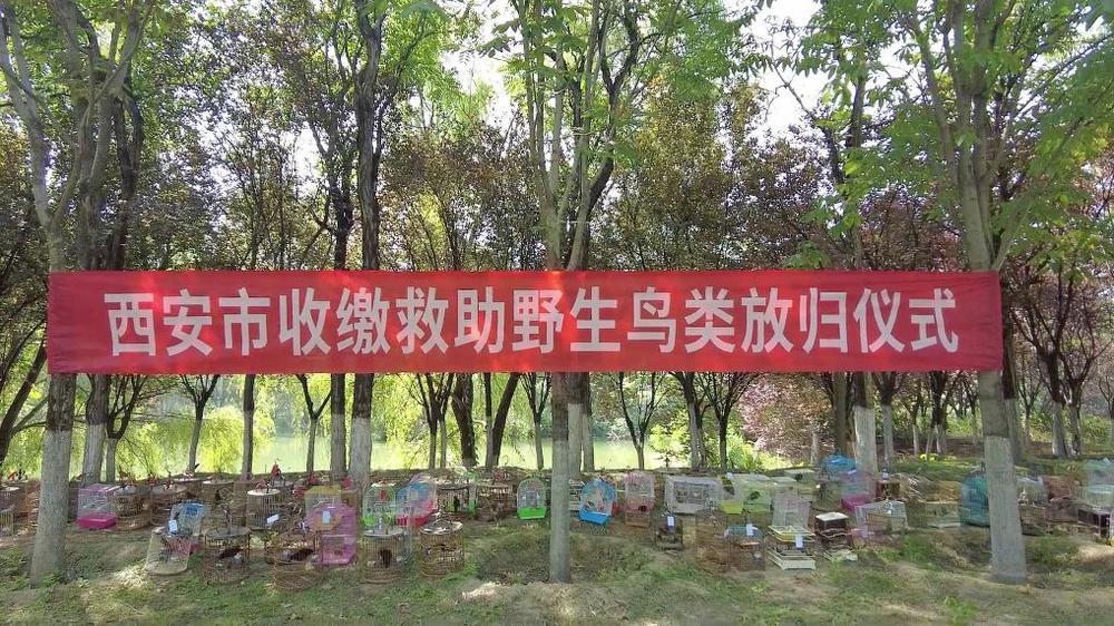 新华视点丨守护鸟类家园共绘生态蓝图(图8)
