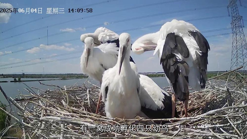 新华视点丨守护鸟类家园共绘生态蓝图(图7)
