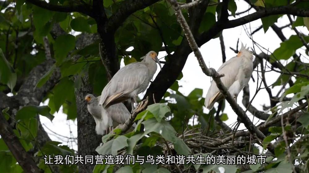 新华视点丨守护鸟类家园共绘生态蓝图(图9)