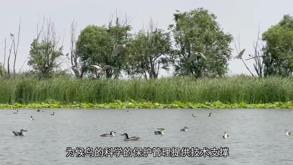 新华视点丨守护鸟类家园共绘生态蓝图(图11)